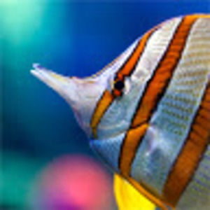 Meet your Posher, Theo